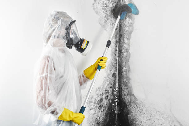 Best Post-Construction Mold Inspection  in Atlantic Beach, FL