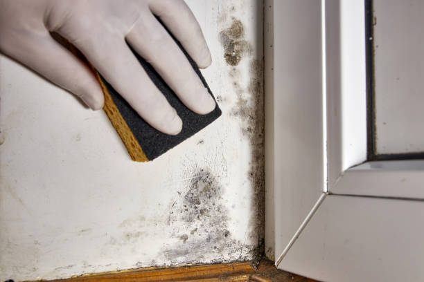 Best Mold Removal for HVAC Installations  in Atlantic Beach, FL